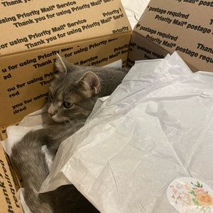 Kitty Approves of this Shipping Box 💕